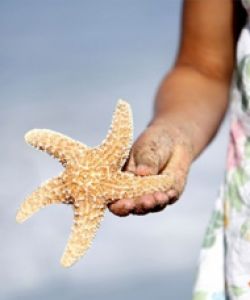 Packet Starfish